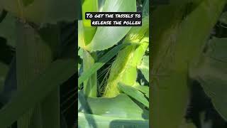 Hand Pollination of Corn