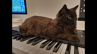 When your cat interrupts your relaxing piano recording