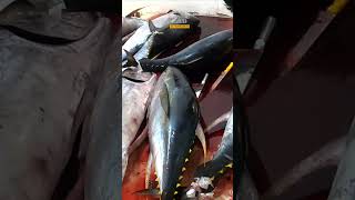 cutting a big tuna fish From Aceh Indonesia Sea