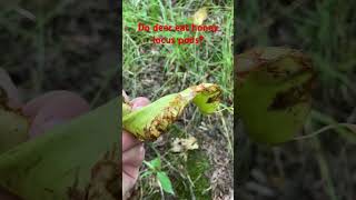 Do deer eat honey locust pods?