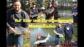 500 ABO Spezial! Angeln auf STÖR und STREIFENBARSCH mit WENIGER als 50€👍 ! +GEWINNSPIEL 🤑😁 😂 Teil1