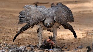 The Largest Eagle in Africa | Africa's Majestic Giant and Speed Demon