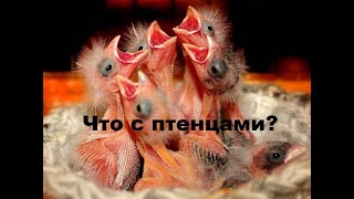 Что с птенцами? И про парование канареек.