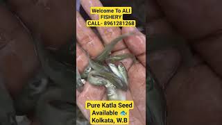 Pure Katla Seed Available. #fishing #fish # More Details in Description. Kolkata, West Bengal.🐟🐟✈️✈️