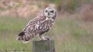 Short Eared Owl Feeding.   12.6.18.