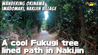 A Fukugi tree lined path in Imadomari, Nakijin Village