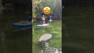 How To Find A Manatee In Florida!🔍🧜‍♀️🍠#shorts #manatee