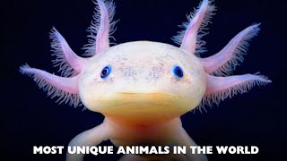 TOP 5 MOST UNIQUE ANIMALS IN THE WORLD. You never see.