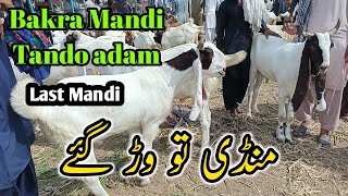 Tando adam bakra Mandi Eidulh udh Last Mandi June 15, 2024