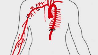 Descending Thoracic Aorta Branches | Anatomy Made Easy