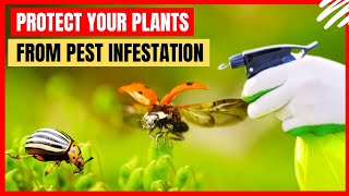 Protect Your Garden From Insects With Natural Bug Spray For Plants