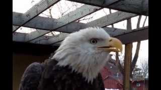 Chirping American Bald Eagle