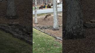 Deer in my front yard! Tennessee Living!