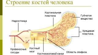 Кости скелета - Анатомия просто!