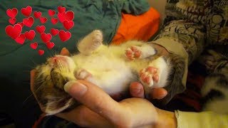 Kittens Sleeping in Hands