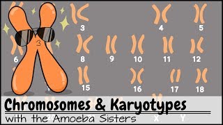 Chromosomes and Karyotypes