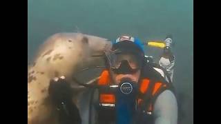 Friendly seals