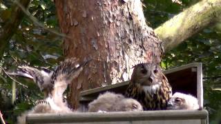 (bubo bubo) Uhunachwuchs  wird im Nistkasten gefüttert