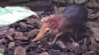 Rotschulter-Rüsselhündchen im Zoo Leipzig