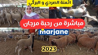 مباشرة من💥 مرجان 💥ثمن الكيلو حولي الصردي و البركي سنة 2023🤩 marjne