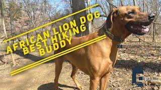 The Rhodesian Ridgeback | Hiking Companion and Great African Lion Dog