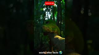 Mysteries snake of the amazon Rain forest #shorts #facts #mysterious #amazon #amazingfacts