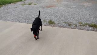 Dog plays fetch by himself.