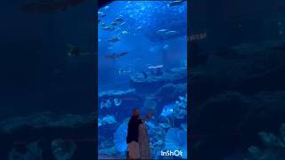 Underwater 🫧🐬Zoo Dubai 🐠🐟 #shorts  #youtubeshorts #dubai #theweeknd #trending  #dancingintheflames