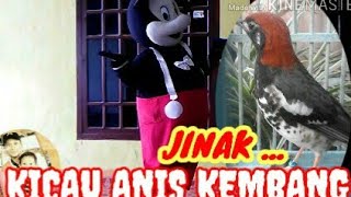 KICAU BURUNG ANIS KEMBANG