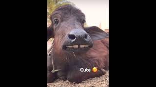 Cute baby katta #calf #buffalo #cute #laugh #trending #reels #youtubeshorts #animals #dog #cat #wild