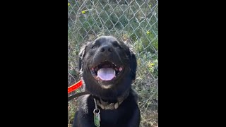 Jorah | Lab Mix | Best Trained Dogs of OR | Portland OffLeash K9 Training