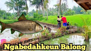 Ngabedahkeun Balong | Suasana Pedesaan