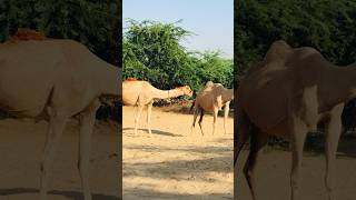 camel with mother  #shorts  #shortvideo  #youtubeshorts