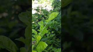 Plexippus paykulli (male) | Pantropical jumping spider | Common zebra jumper | Jumping spider