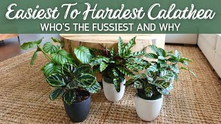 Hard to Easy Calathea | Who's the Fussiest and Why