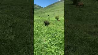 Angus calves milking time