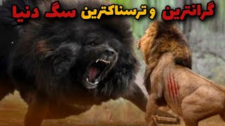 راز گرانترین سگ دنیا چیست؟💲|سگی غول پیکر و ترسناک که دشمنانش را تیکه پاره میکند🐕