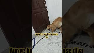 #rap #punjabi #hiphop #music #punjabisong #ytshorts #dance #goldendog #dog #funny