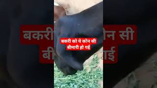 bakari ki video ।। Bakri ki awaaj।। #veterinary #goat  Dr Suresh Jangir