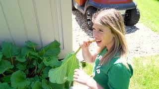 How to Pick Rhubarb