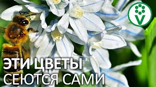 ЭТИ ЦВЕТЫ СЕЮТСЯ САМИ! 26 растений, которые размножаются самосевом