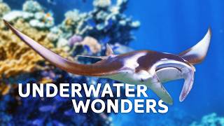 2 Hours of Exploring Underwater Creatures: Sharks, Shipwrecks & More!