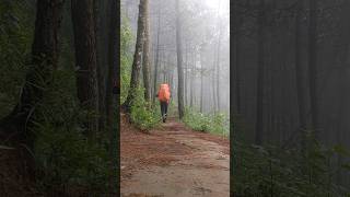 Hutan gunung andong #mountains #hiking #andong