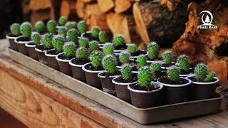 Cactus seeds after four months of Growing