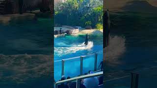 Dolphins 🐬 show at SeaWorld Orlando @#shorts @#dolphin @#seal @#animal @#short