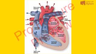 fisiología cardiovascular 6