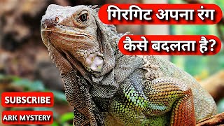 गिरगिट अपना रंग कैसे बदलता है? How does a chameleon(girgit) change its colour #shorts #youtubeshorts