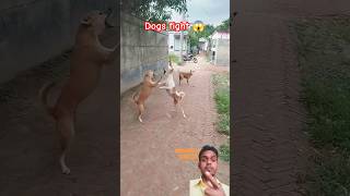 कुत्तो की जबरजस्त लड़ाई 🦮🐕‍🦺| Dangerous dogs fight 🔥 #shorts #dogfight #collectwilds