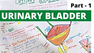 URINARY BLADDER - 1 | ANATOMY