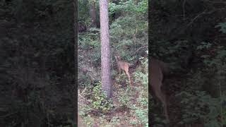 LET EM GROW!! Nice young 8 that is going to be a real stud in a couple years #deerhunting #nature